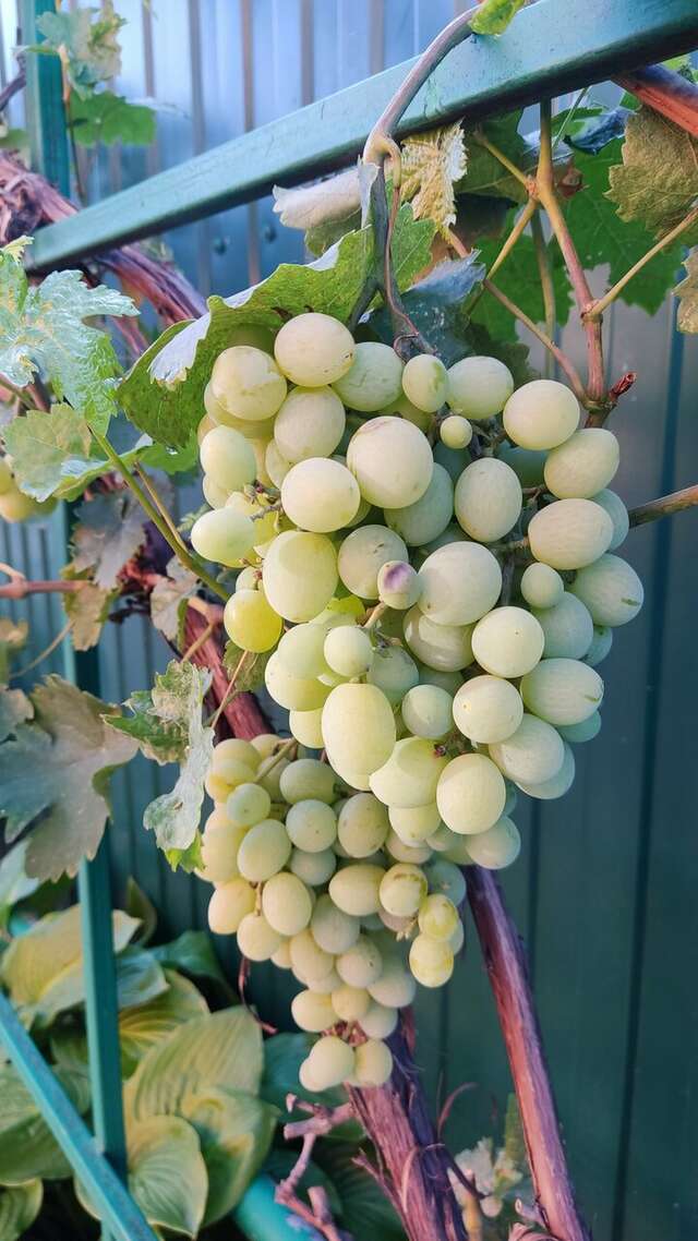 Гостиница Тольянка Россошь-155